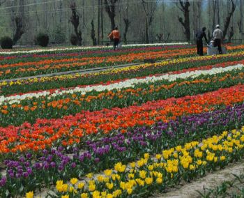  Tulip Garden 